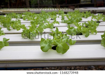 Hydroponics Vegetable Grow
