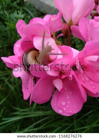 snail on pink flower