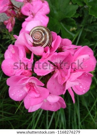 snail on pink flower