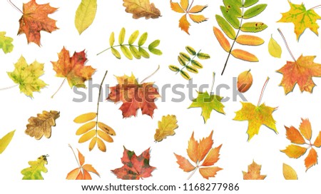Autumn leaves. Fall colorful maple leaves on white background, top view, flat lay