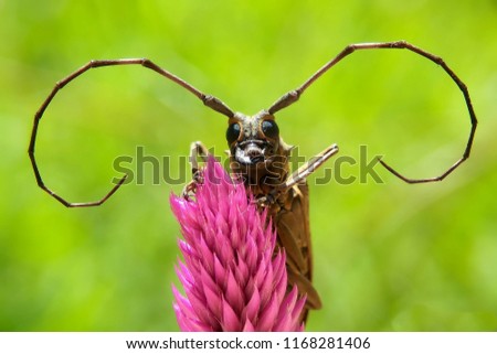 longhorn beetle in flowers