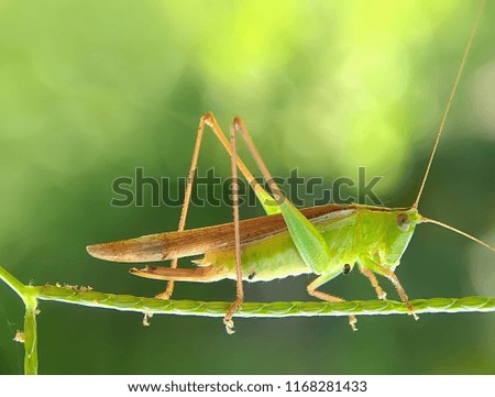 grasshopper's walk on the twig