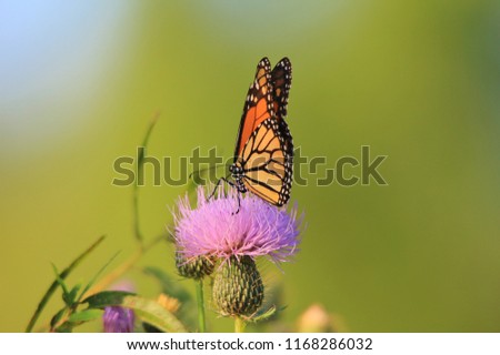 A Monarch Butterfly visits various wild flowers, sucking up precious nectar and sweet juices from the treasures of summer.  Photographed in Saint Louis, Missouri, USA.  Tranquility in Nature and Bliss
