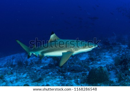 Black Tip Reef Shark cruising the reef in Indonesia