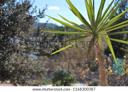 Palm Tree Portrait