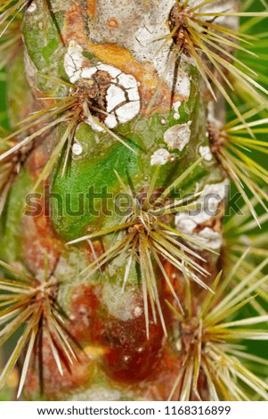 Closeup of green cactus background