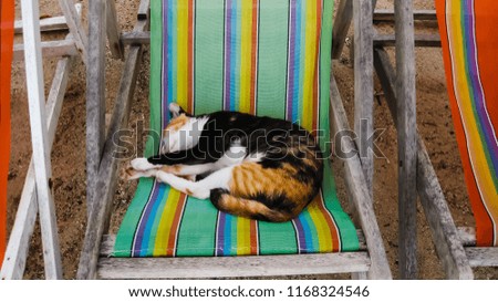 A cat lying on a canvas by the sea.