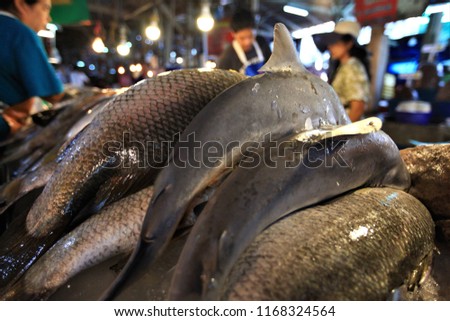 Fish market with small shark on the stalls.Baby Sharks being sold in fesh market,asia food,china food,sea food