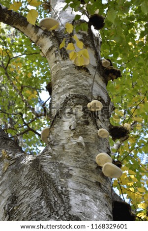 Mushroom growth on the side of a large birch tree in autumn.