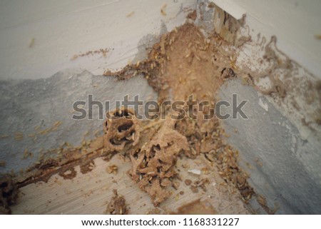 Termites are eating and destroying the wood of the house. Vintage style picture.