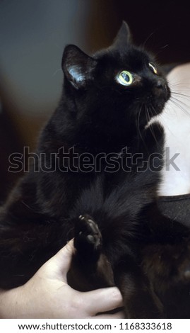the big-eyed black cat in the arms
