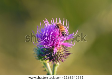 Picture with flower and bee. This is the natural life.
