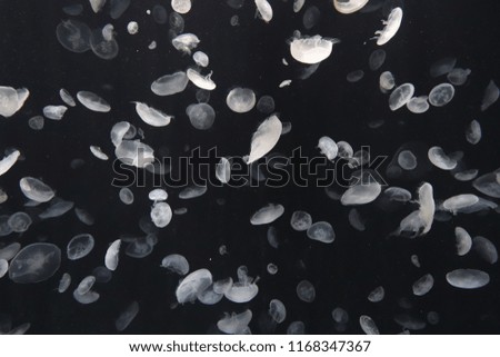 White jelly fish glowing under water