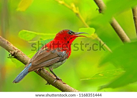 Crimson Sunbird  on branch in nature
