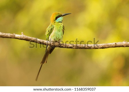 NP Wilpattu, green bee-eater (Merops orientalis) (sometimes little green bee-eater)