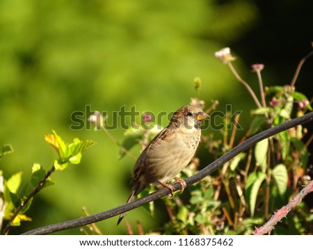 common sparrow picture