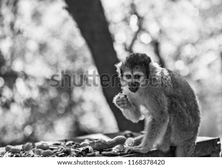 Saimiri, the Squirrel monkey, black-and-white portrait