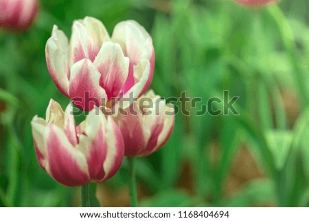 Pink tulips hold a bouquet in the green garden in the morning, spring is a good time to travel.