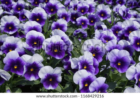 white, purple and violet color pansy flowers background