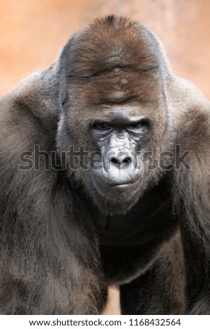 Great gorilla male
