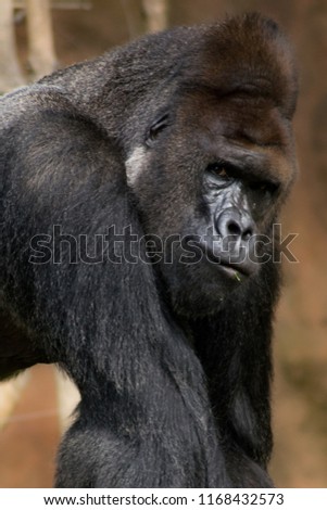 Great gorilla male