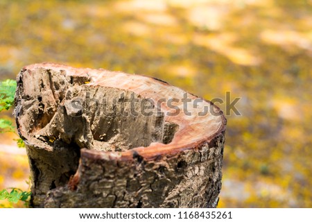 old tree stump in forest