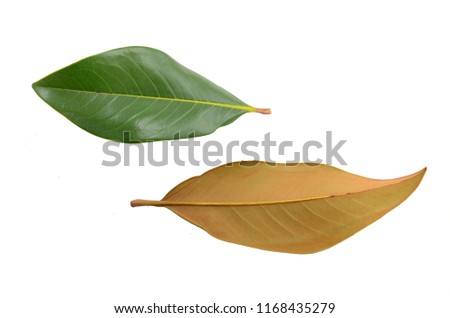 Magnolia leaves on white background. flat lay, top view