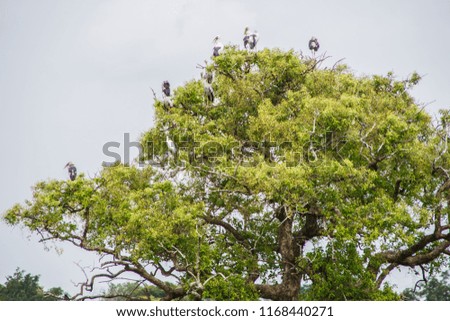 Birds on the top of the tree, on the field.