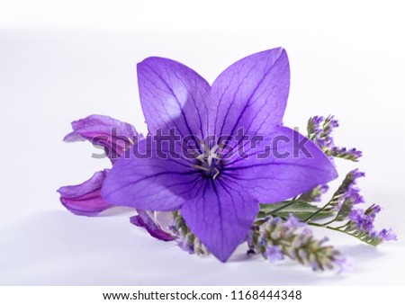 Elegant small boutonniere from purple balloon flower, fresh cut flower decoration isolated close up Royalty-Free Stock Photo #1168444348