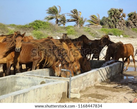 delft island sri lanka dink water pony animals 