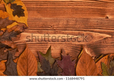 Dry leaves placed in angle with copy space. Maple, oak and cherry tree leaves of green, brown and yellow colors. Autumn beauty and nature concept. Collection of autumn leaves on wooden background