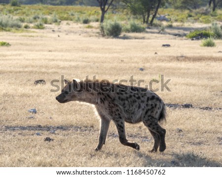 Spotted hyena, Crocuta crocuta, near waterhole, Etosha National Park, Namibia