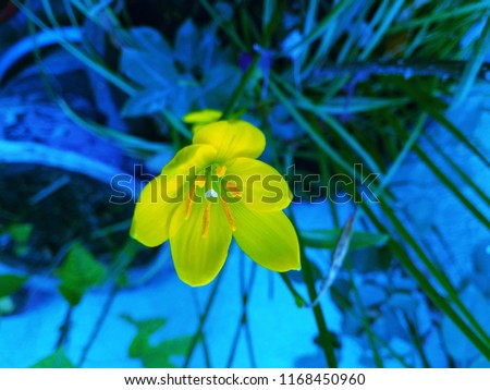 The Beauty of a Yellow flower with abstract background of Blue color. Abstract background of Yellow and Blue color. Texture. The Garden. 