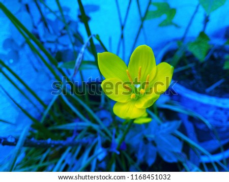 The Beauty of a Yellow flower with abstract background of Blue color. Abstract background of Yellow and Blue color. Texture. The Garden. 