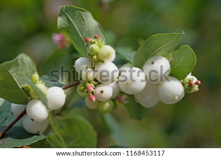 Fruits of the snow berries, symphoricarpos albus Royalty-Free Stock Photo #1168453117