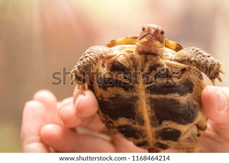 small, ground turtle or mountain turtle in the hands of a man with a copy of space for your text 