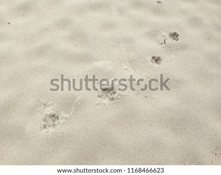 Dog footprint on the beach