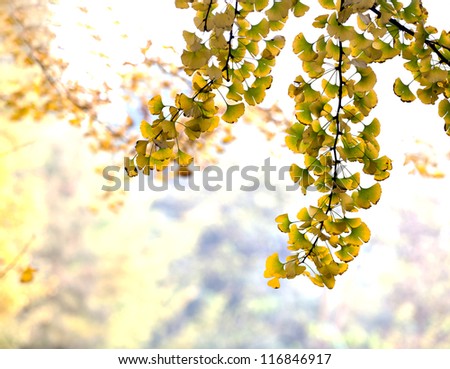 the beautiful ginkgo leaves in the autumn.