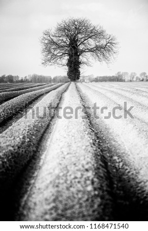 single tree in distance in ploughed field. leading lines and black and white.