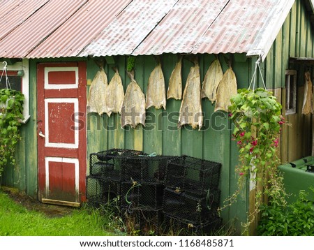 Cod drying in the open air next to a small fishing hut in Norway.
