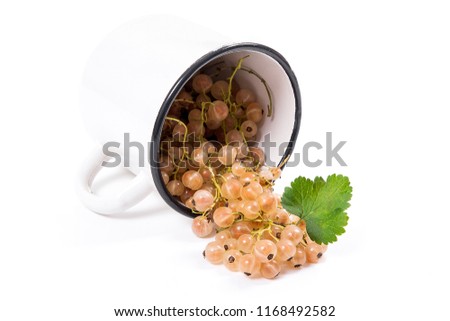 Close up view of cup with white currant berry isolated on white background. A white cup with currant berry and small bunch of currant with small green leaf of currant bush