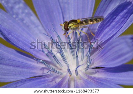 a bee on a chicory flower. Filmed in the forest