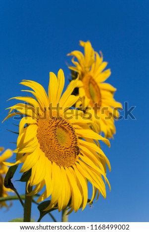 Closeup of blooming sunflower
