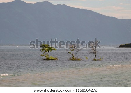 Floating tree on the sea