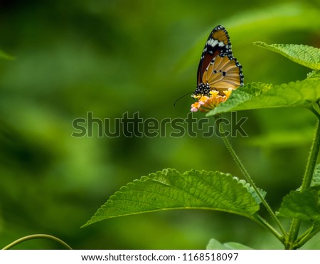 Natural Beauty Enhance Butterflies