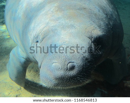 Manatee bumping his nose with aquarium tank to say Hi to visitors, Sarasota, Florida                      