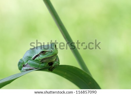 Hyla Arborea (green treefrog) with his typical resting pose