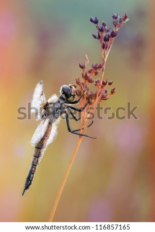 Dragonfly Libellula quadrimaculata (Four-spotted Chaser) in an awesome background