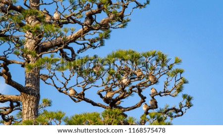 Picture of cute birds sparrows sitting on a branch of tree at golden hour time - Eurasian Tree Sparrow