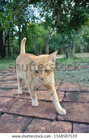 Orange cat walking on red brick wall.
